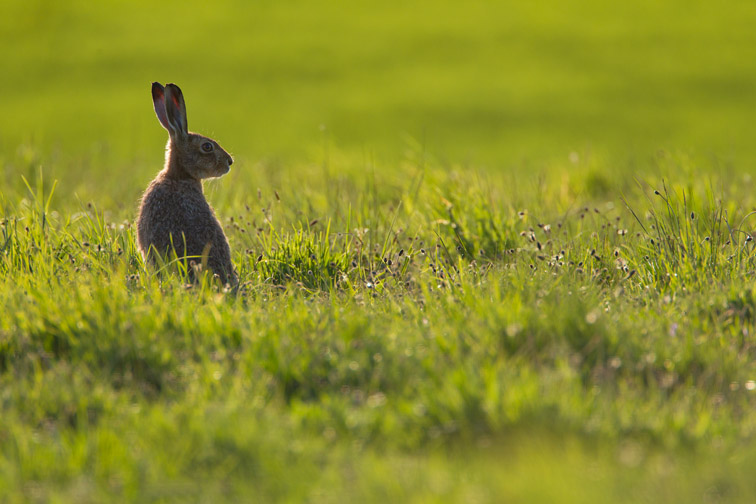 Brown hare (Lepus capensis) in arable field on farmland, Scotland, UK