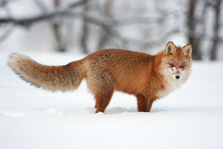 Red fox (Vulpes vulpes) adult in deep snow. Norway. March 2008