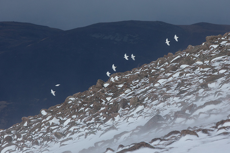 Ptarmigan (Lagopus mutus) small flock in flight in winter landscape