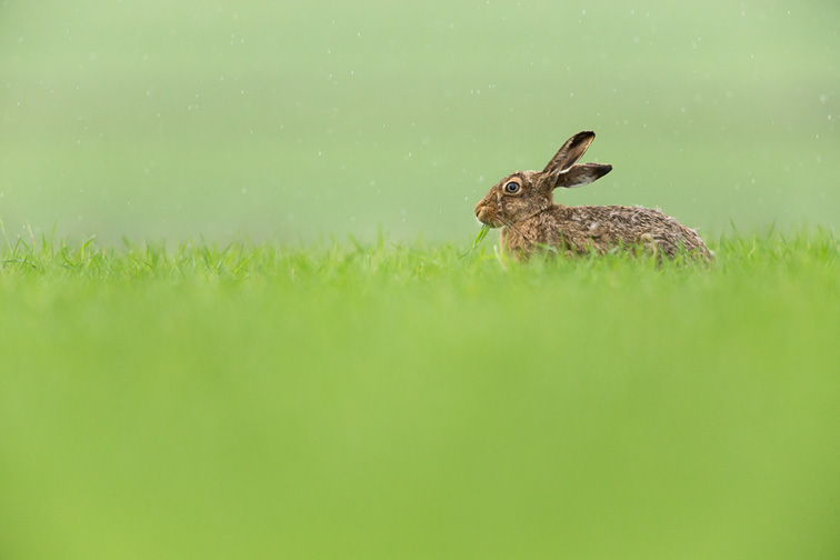 Brown Hare (Lepus capensis) feeding on fresh green grass in rain