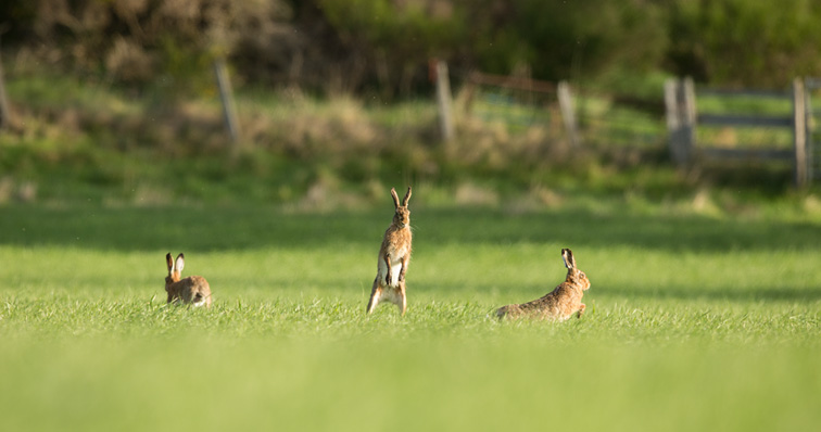 Brown Hare (Lepus capensis) three animals in field engaged in courtship behaviour