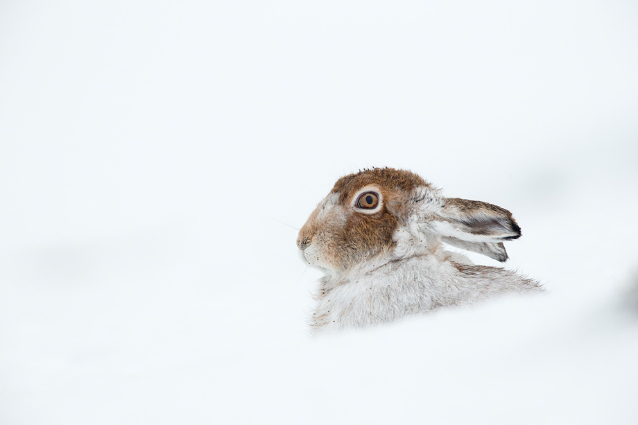 Mountain hare (Lepus timidus) close-up of adult in winter coat resting in snow