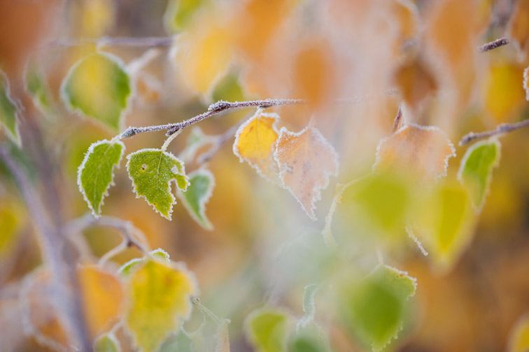 Silver birch leaves in autumn frost. November. 