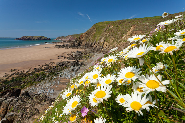 Oxeye daisies on grassy cliffs above Marloes Sands, Pembrookshire Coast National Park, Wales, UK