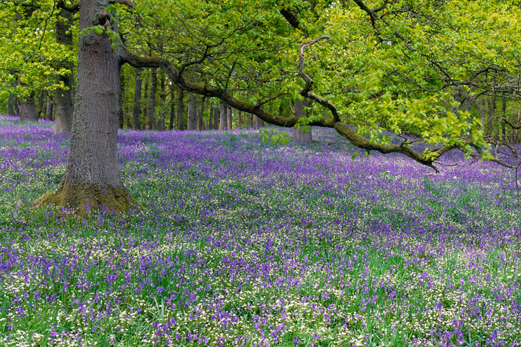 Bluebells - Hyacinthoides non-scripta - en masse in beech woodland, Perthshire, Scotland. May.
