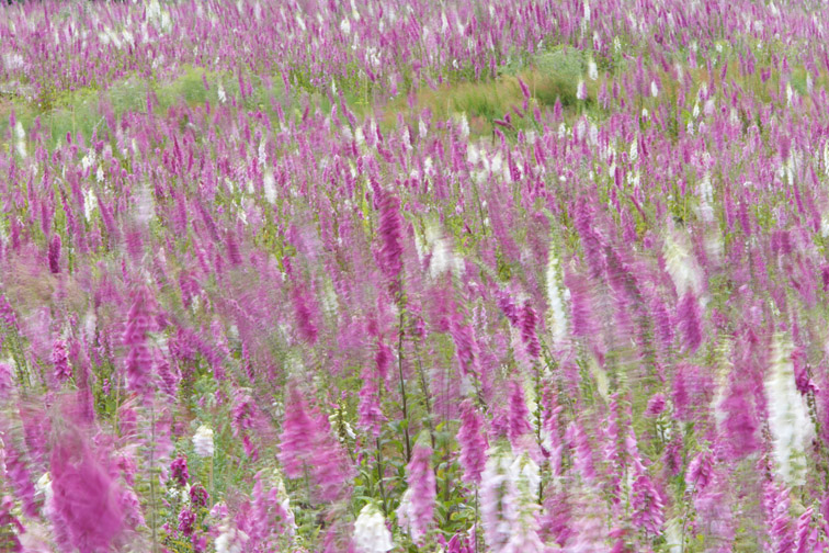 Foxglove Digitais purpurea flowers en masse blowing in wind. Scotland. July. 