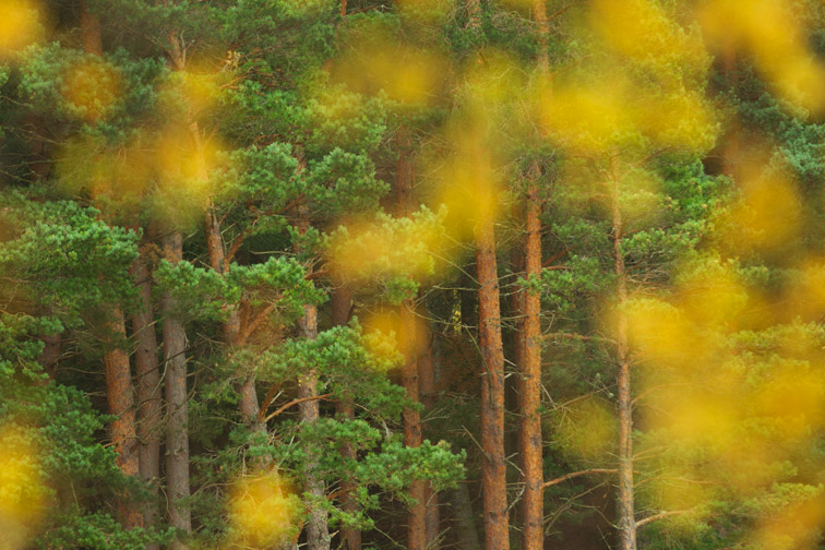 Pine woodland and birch leaves in autumn, Cairngorms National Park, Scotland, UK