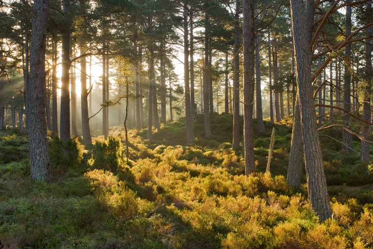 Caledonian pine wood, Abernethy Forest, Cairngorms National Park, Scotland, April 2007.