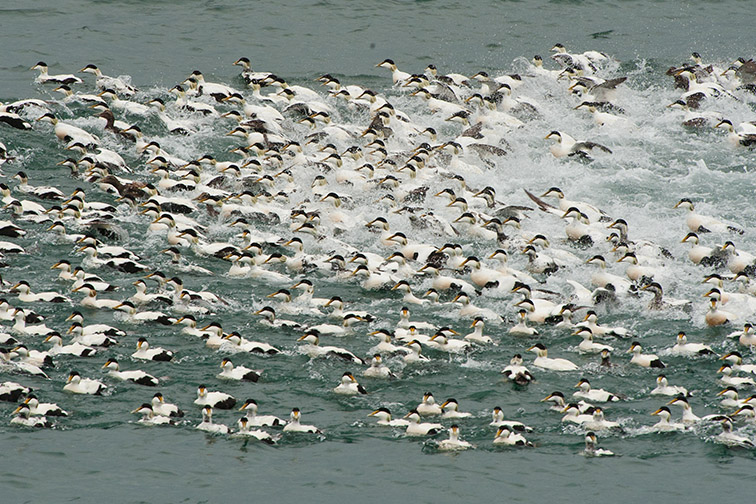 Group of male eiders (Somateria mollissima) fleeing from attack by grey seal, near Hofn, South-east Iceland, June