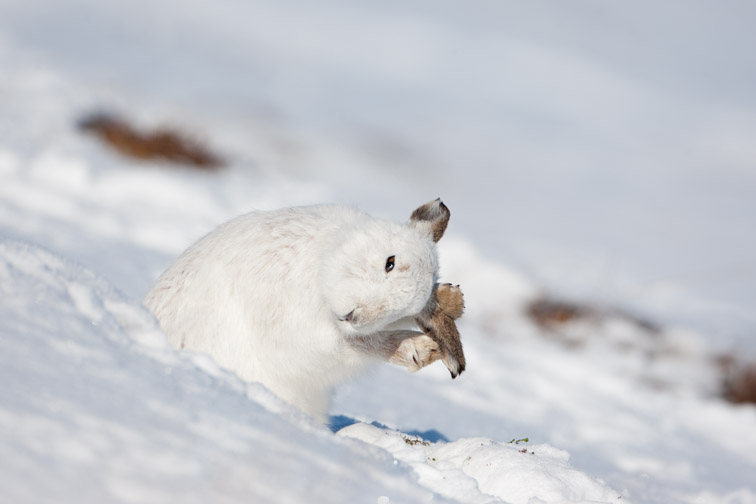 Mountain hare (Lepus timidus) sat on snow, grooming, Scotland