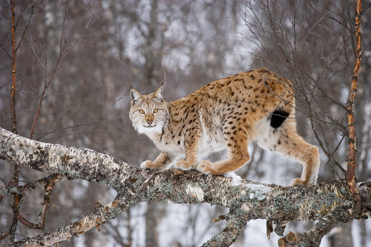 European lynx Felis lynx female stood on fallen birch tree. Norway. March (Controlled conditions)