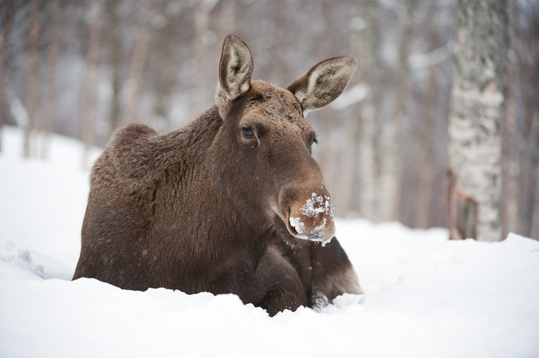 Moose (Alces alces) adult female led down in snow (taken in controlled conditions). Norway. March 2009.