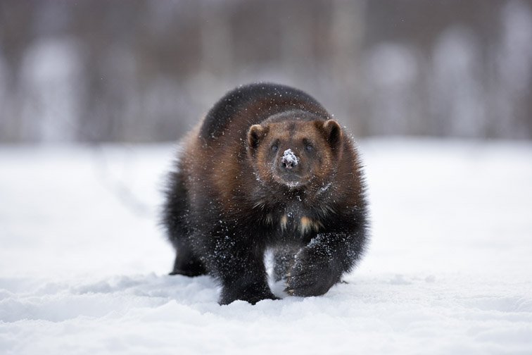 Wolverine (Gulo gulo) walking through snow. Norway. March 20008. (captive animal)