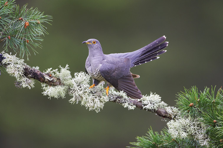 Cuckoo (Cuculus canorus) adult male perched on pine branch. Scotland.