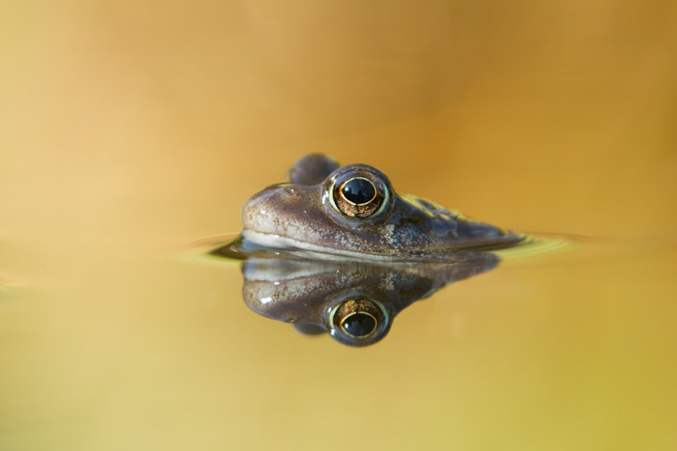 Common frog (Rana temporaria) in garden pond in spring, Warwickshire, UK