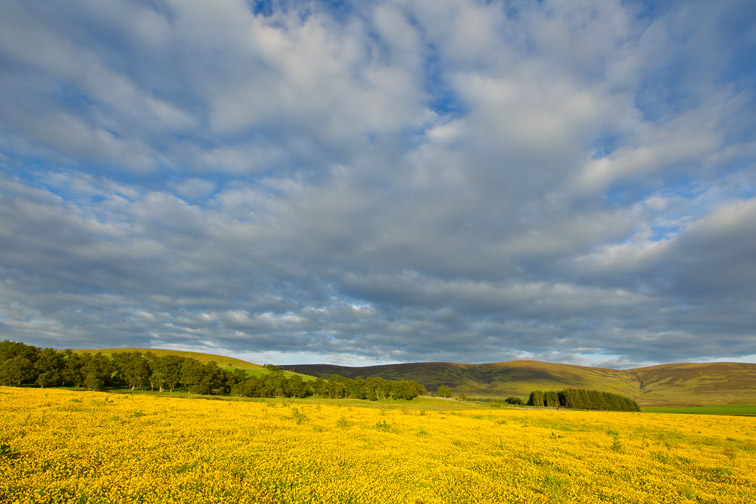 Creeping buttercup (Ranunclus repens) en masse in unimproved field, Cromdale, Scotland, UK