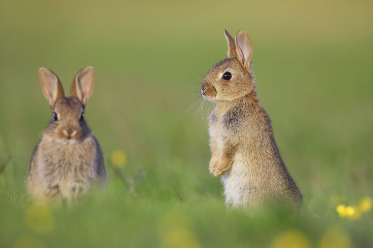 Rabbit (Oryctolagus cuniculus) - youngsters outside burrow, one stood alert. Scotland. July. 