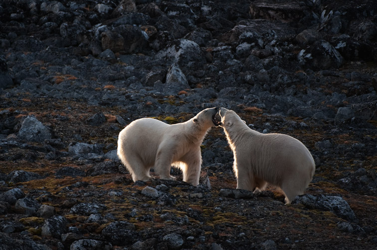 Polar bear Thalarctos maritimus two adults play-fighting backlit in evening sun. Spitsbergen. September 2009.