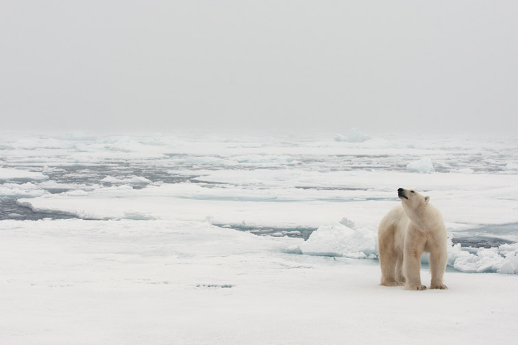 Polar bear Thalarctos maritimus adult male on pack ice. Spitsbergen. September 2009.