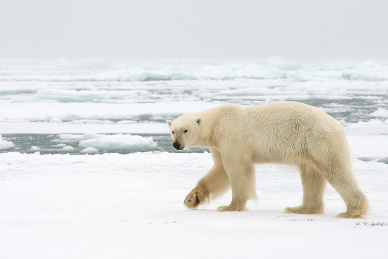 Polar bear Thalarctos maritimus adult male walking across pack ice. Spitsbergen. September 2009.