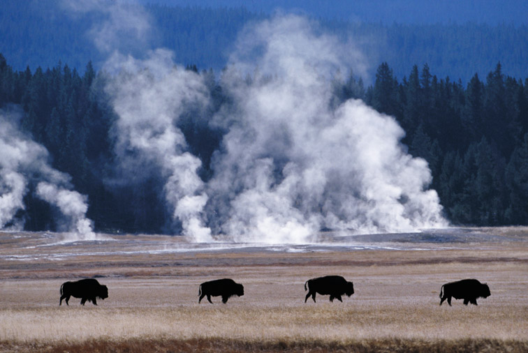 Bison - Bison bison - four walking across meadow near Midway Geyser Basin, Yellowstone National Park. USA. September.