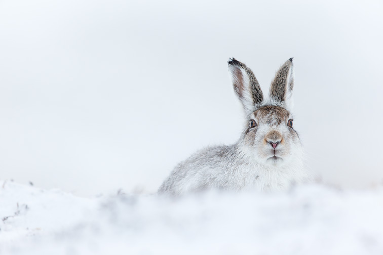 Mountain Hare (Lepus timidus) adult in winter coat sat resting on snowy moorland
