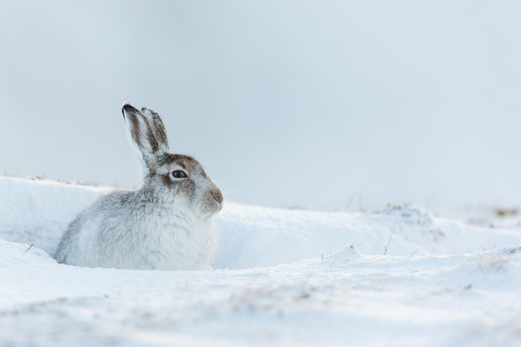 Mountain Hare (Lepus timidus) adult in winter coat sat resting in snow hole