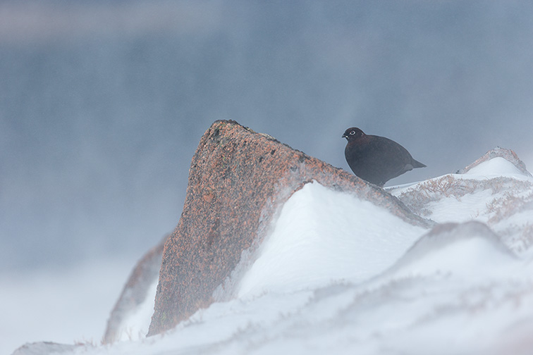 Red Grouse (Lagopus lagopus scoticus) male perched on rock in snow blizzard 