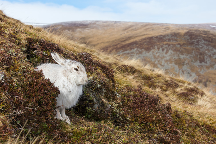 Mountain Hare (Lepus timidus) adult in winter coat sat resting in upland habitat