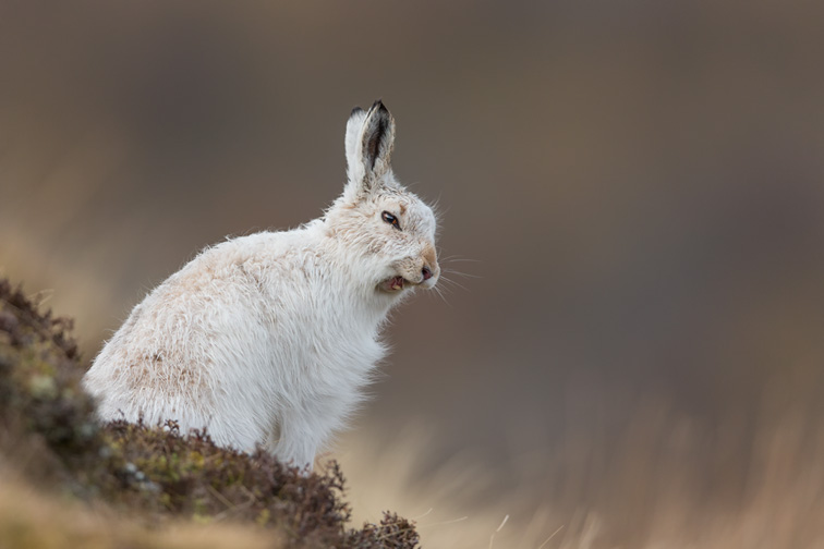 Mountain Hare (Lepus timidus) adult in white winter coat yawning