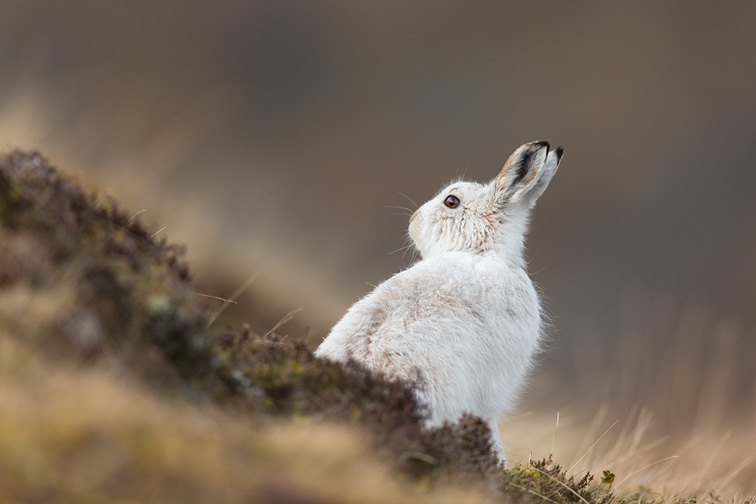 Mountain Hare (Lepus timidus) adult in white winter coat on moorland