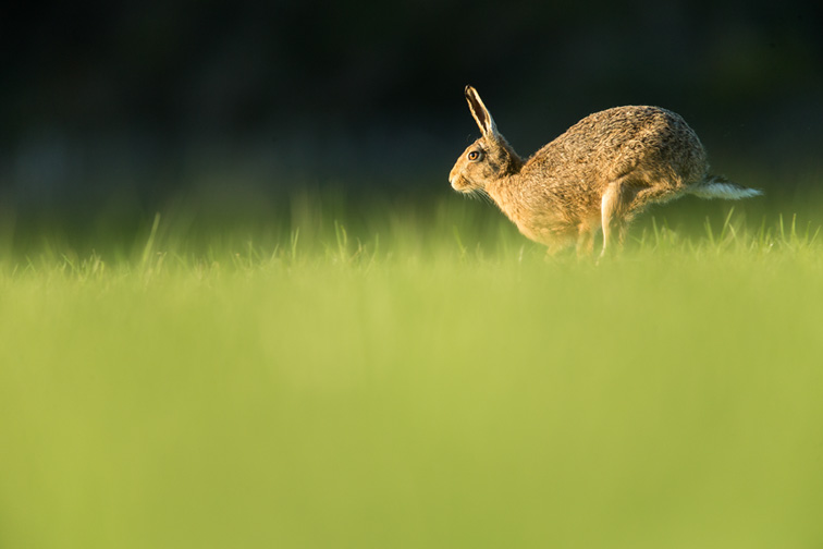 Brown Hare (Lepus capensis) running across field of grass in evening light