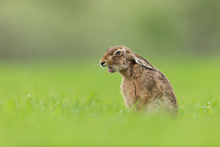 Brown Hare (Lepus capensis) yawning, sitting in field of grass