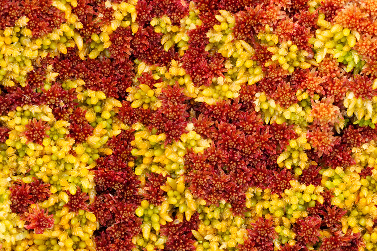Close-up of Sphagnum moss, Flow Country, Scotland, June