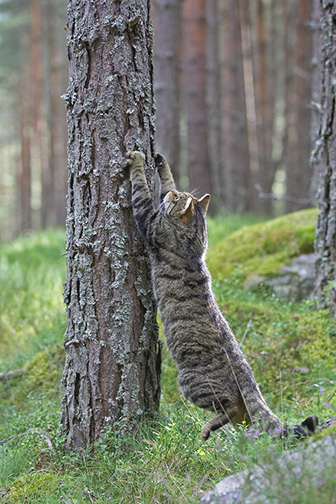 Scottish Wildcat (Felis silvestris) adult male sharpening claws on pine tree, Scotland, August