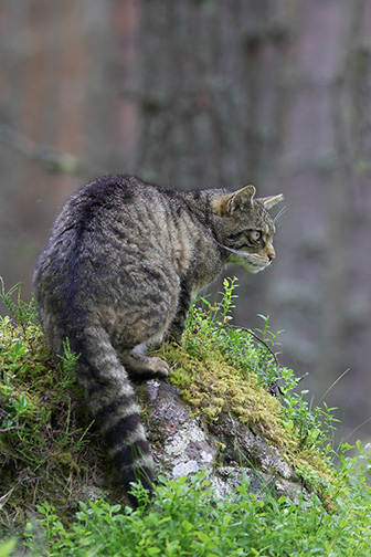 Scottish Wildcat (Felis silvestris) in pine forest. Scotland, July.