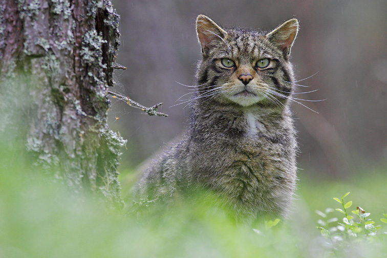Scottish Wildcat (Felis sylvestris) - portrait of male in pine forest. Scotland, June.