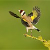 Goldfinch (Carduelis carduelis) adult taking off from perch