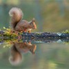 Red Squirrel (Sciurus vulgaris) adult at woodland pool