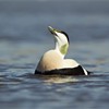 Eider (Somateria mollissima) adult male in spring plumage displaying as part of breeding courtship
