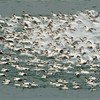 Group of male eiders (Somateria mollissima) fleeing from attack by grey seal, near Hofn, South-east Iceland, June