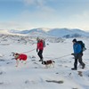 Hill walkers and dogs in winter, Cairngorm, Cairngorms National Park, Scotland, December