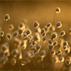 Harestail cotton-grass Eriophorum vaginatum, backlit in late evening light, Scotland