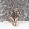European wolf (Canis lupus) walking towards camera in falling snow (taken in controlled conditions). Norway, March 2009.