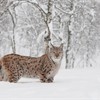 European Lynx (Lynx lynx) female in birch wood in winter (taken in controlled conditions). Norway. March 2009.