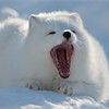 Arctic fox (Alopex lagopus) adult yawning, lying on snow (taken in controlled conditions). Norway. March 2009.