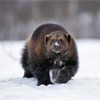 Wolverine (Gulo gulo) walking through snow. Norway. March 20008. (captive animal)