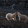 Polar bear Thalarctos maritimus two adults play-fighting backlit in evening sun. Spitsbergen. September 2009.