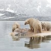 Polar bear Thalarctos maritimus three bears feeding on whale carcass, Spitsbergen. September 2009.