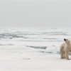 Polar bear Thalarctos maritimus adult male on pack ice. Spitsbergen. September 2009.